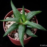Haworthia blanda (Enon, South Africa)